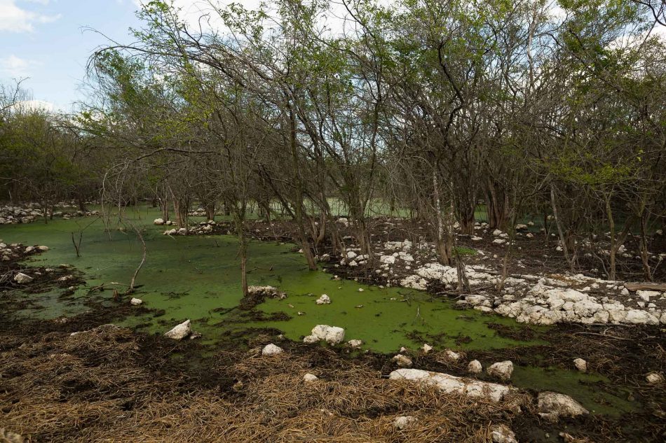 Acuífero maya, amenazado por granjas porcícolas, agricultura y construcciones