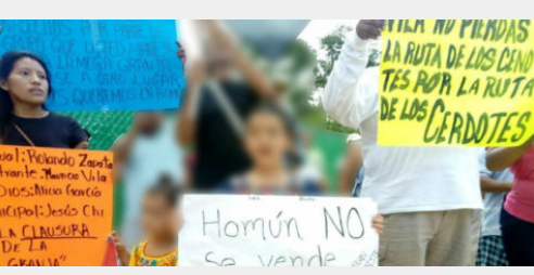 Ordena jueza federal la paralización de la megagranja porcícola en Yucatán